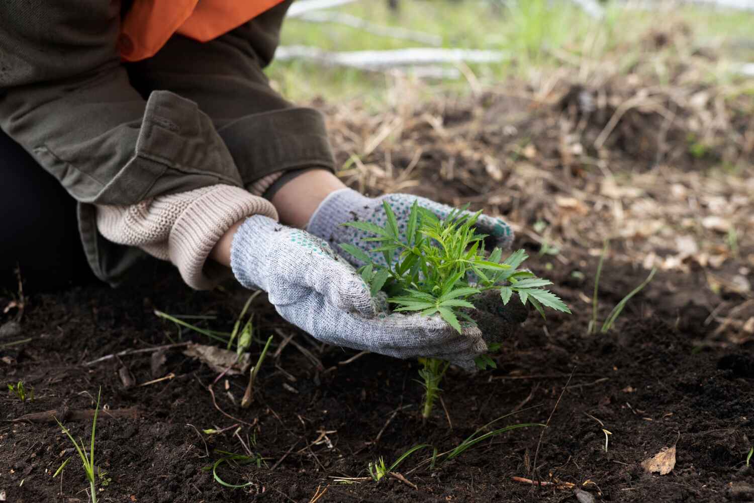 Best Emergency Storm Tree Removal  in Evart, MI